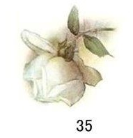Sussex White Rose