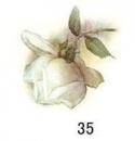 Sussex White Rose