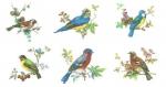 Beautiful　Birds　single　6種セット