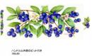 Blueberries　マグ用