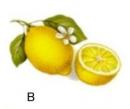 Lemon　B