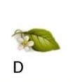 Lemon　D　leaf　8こ
