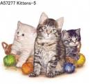 Kittens  Mot5