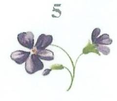 Violets　　2V