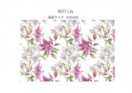 Lily   9077