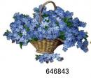 Forget-Me-Not  12334