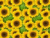 Sunflower Thintz