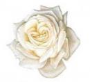 White Rose  A57320