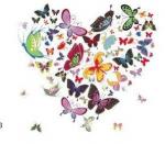 Heart Of Butterflies  75mm　　A57436