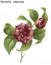 Camellia Japonica　日本の椿