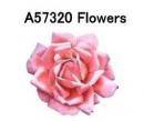 Pink Rose A57320
