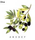 Green Olives　A～F サイズ