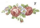 Rosalind　F　5こ　