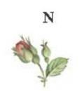 Rosalind　N　10こ