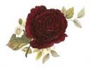 Special Occasion  J/K