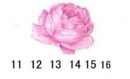 Desiree Spray　11/12/13.14/15/16