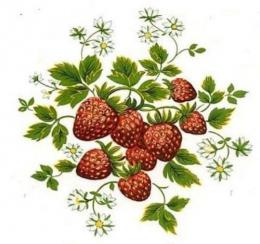 JM　Strawberries　　12370