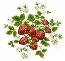 JM　Strawberries　　12370