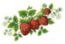 JM　Strawberries　　12370