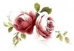 Jubilee　Rose  2サイズ