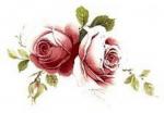 Jubilee　Rose  2サイズ