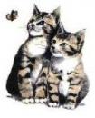 Cats パーフェクトシリーズ　2匹