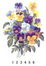 Antonieta　(pansies)　　70166A