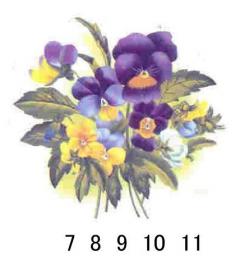 Antonieta　(pansies)　　70166A
