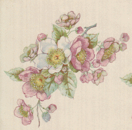 Apple Blossom