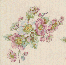 Apple Blossom