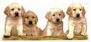 Puppies Mug Wrap  RP222