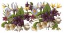 Spring-Violet