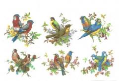 Beautiful Birds 6種　A2791