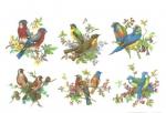 Beautiful Birds 6種　A2791