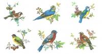 Beautiful Birds 6種　A2791
