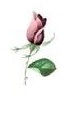 JM Roses　小花3こ