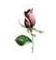 JM Roses　小花5こ
