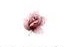 JM Roses　小花12こ