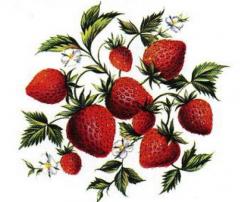 Fresas いちご
