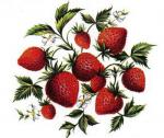 Fresas いちご