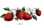 Fresas　　いちご　