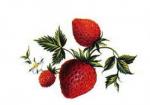 Fresas  いちご　　Sサイズ4こ
