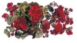 Geranium 　A57274