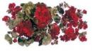 Geranium 　A57274