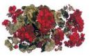 Geranium　　A57274
