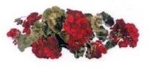 Geranium　　A57274