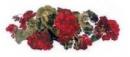 Geranium　　A57274