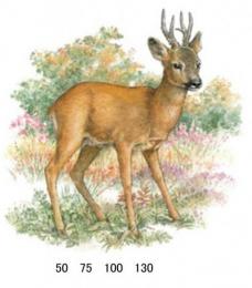 Roe Deer  S3542B