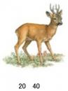 Roe Deer  S3542B