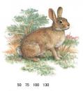 Rabbit   S3542D